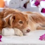 Aromatherapy and Pets Aromatherapy and Pets