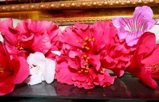 Aromatherapy and Wellness 1 aromatherapy 000157