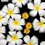 Essential Oil Dilution Guidelines Essential Oil Dilution Guidelines: Expert advice on safely diluting essential oils for optimal use
