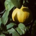 The significance of identifying hydrocarbons in aromatherapy: exploring the importance within essential oil analysis