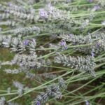 How effective is aromatherapy in promoting relaxation and reducing stress?