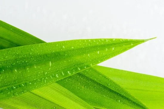 Step-by-step guide on how to make an aromatic homemade spray using aromatherapy techniques