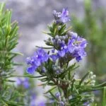 Soothing lavender essential oils for aromatherapy: Tips and ideas on what to do with them!