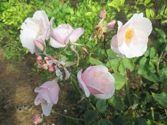 When Is Bath and Body Works Aromatherapy 5 Sale 1 When is Bath and Body Works' Aromatherapy 5 sale? Don't miss out on these great deals!