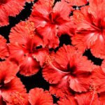 Step-by-step guide on how to do aromatherapy at home for relaxation and wellness