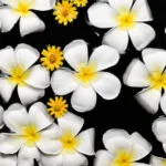 Aromatherapie Kaarsen AROMATHERAPIE KAARSEN: Soothing scented candles for a relaxing and aromatic atmosphere