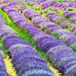 Pet-safe aromatherapy diffusers: use carefully around pets