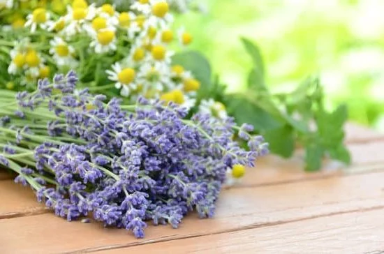 When Does Bath and Body Aromatherapy Go on Sale 1 Get ready to unwind with Bath and Body Aromatherapy on sale now