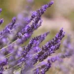 Step-by-step guide on how to make your own aromatherapy room spray at home