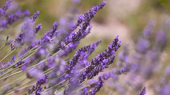 Step-by-step guide on how to make your own aromatherapy room spray at home