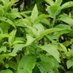 Is Aromatherapy Safe for Infants Ensuring Safe Aromatherapy for Infants: What You Need to Know