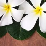 Are Body Essential Oils the Same as Aromatherapy Understanding the Difference: Body Essential Oils vs. Aromatherapy