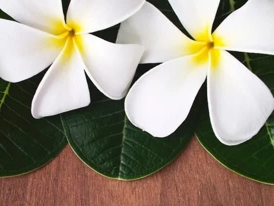 Understanding the Difference: Body Essential Oils vs. Aromatherapy