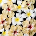 Carrier oil for aromatherapy: A base oil used to dilute essential oils for safe application