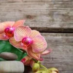 Frequency Positivity Aromatherapy Perfume Oil Experience the calming effects of FREQUENCY POSITIVITY AROMATHERAPY PERFUME OIL with its soothing lavender scent