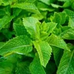 Animal Aromatherapy Uk Animal Aromatherapy UK: Soothing natural scents for pets' wellness