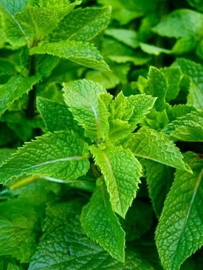 Relax with Aromatherapy in Los Angeles