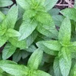 Aromatherapy Brand Essential Oils Premium Aromatherapy Brand Essential Oils: Natural Healing Scents for Mind and Body