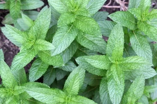 Bath and Body Works Aromatherapy Sleep Soap 1 Bath and Body Works Aromatherapy Sleep Soap: Lavender-infused bar for calming nighttime ritual