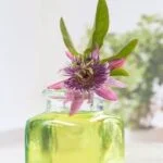 Aromatherapy Chansey Relaxing Aromatherapy Chansey: A soothing essential oil blend for the ultimate calming experience