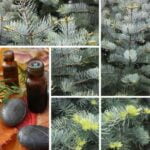 Does Covered California Aromatherapy Covered California aromatherapy: Affordable alternative for mental health and relaxation