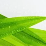 Can Aromatherapy Vapes Harm Your Health Potential Risks: Aromatherapy Vapes and Health