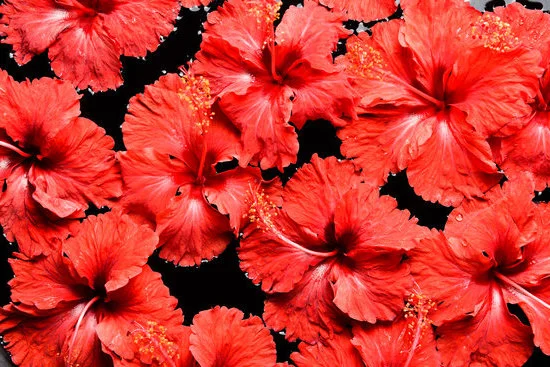 Aromatherapy Essential Oil Chart 1 Visual guide to Aromatherapy Essential Oil Chart, depicting benefits and uses of various essential oils