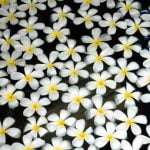 How Does Aromatherapy Work With Orthodox Medicine A Holistic Approach to Wellness