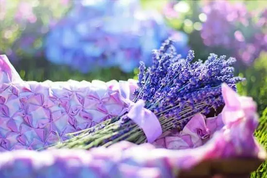 How to Choose Essential Oils for Aromatherapy