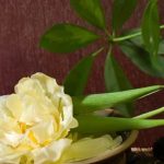 Aromatherapy Lavender Coconut Lavender Coconut Oil - Calm Your Mind and Body Naturally