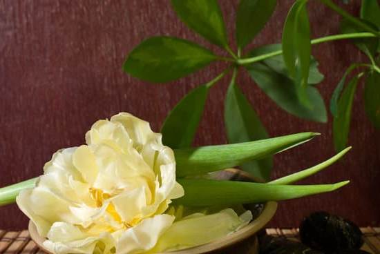 Aromatherapy Lavender Coconut 1 Lavender Coconut Oil - Calm Your Mind and Body Naturally