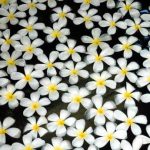 Indulgent Aroma Experience for Ultimate Relaxation