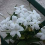 Exploring if aromatherapy placebo effect exists through research studies