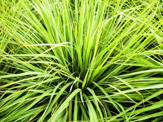 Is Aromatherapy a Tm 1 Benefits of using aromatherapy, Is Aromatherapy a trademarked term