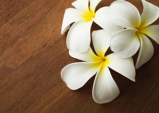 Can You Wash the Felt Pads Aromatherapy 7 Can you wash the felt pads used for aromatherapy