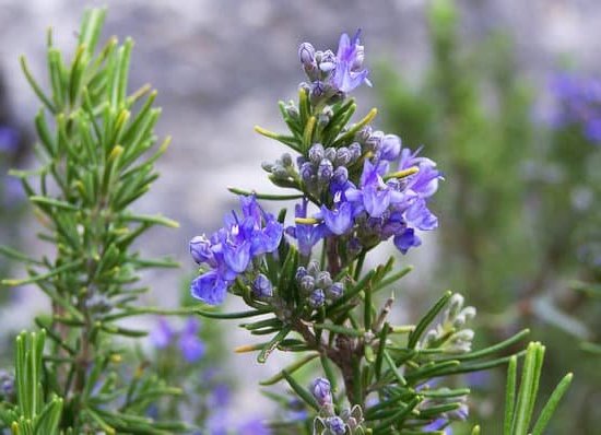 Invigorating scent for aromatherapy