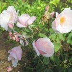 A person who studies aromatherapy is called an aromatherapist