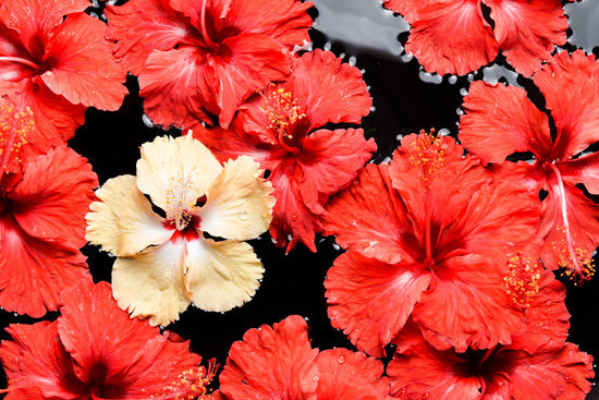 Relief tooth pain naturally with aromatherapy, ideal for soothing dental discomfort