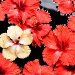 Is Aromatherapy Safe to Breathe Tips for Safe Inhalation Practices