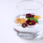 Safe citrus sinensis aromatherapy for dogs can improve well-being and relaxation, use with caution